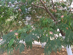 Albizzia julibrissin in Sevastopol