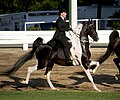 I think this horse is in a strung-out trot on the verge of losing gait rhythm and breaking into a canter. Flawed form. Pretty horse.