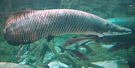 Арапаима (Arapaima gigas)