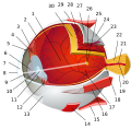 1: posterior chamber 2: ora serrata 3: ciliary muscle 4: ciliary zonules 5: canal of Schlemm 6: pupil 7: anterior chamber 8: cornea 9: iris 10: lens cortex 11: lens nucleus 12: ciliary process 13: conjunctiva 14: inferior oblique muscle 15: inferior rectus muscle 16: medial rectus muscle 17: retinal arteries and veins 18: optic disc 19: dura mater 20: central retinal artery 21: central retinal vein 22: optical nerve 23: vorticose vein 24: bulbar sheath 25: macula 26: fovea 27: sclera 28: choroid 29:superior rectus muscle 30: retina