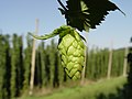 Image 18 Credit: LuckyStarr Hops are a flower used primarily as a flavouring and stability agent in beer. The principal production centres for the UK are in Kent. More about Hops... (from Portal:Kent/Selected pictures)