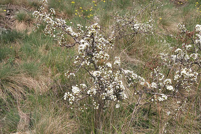 File:Prunus spinosa.jpg