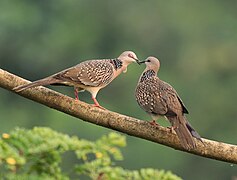 Spotted dove pair 14.jpg