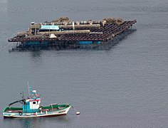 Batea mexilloeira e barco auxiliar na ría de Vigo