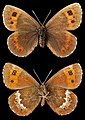 Erebia ligea ♀