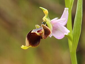 Trụ nhị nhụy ở hoa lan ong Ophrys scolopa