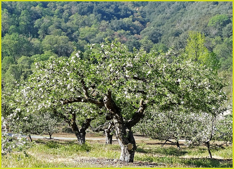 File:Apple Tree and Blossoms, Oak Glen, CA 4-12-14 (13879386344).jpg