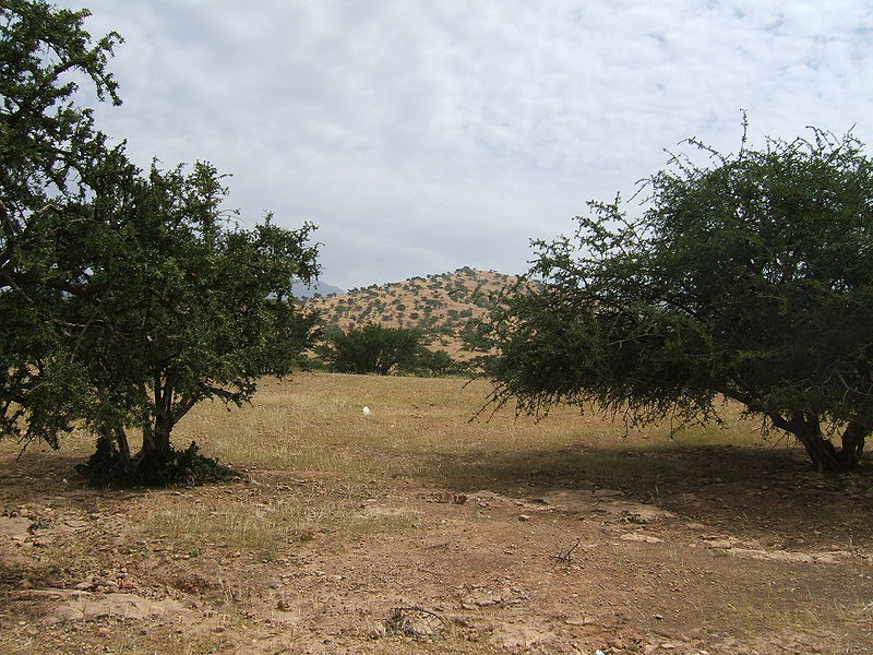 File:Argania spinosa habitat1.jpg