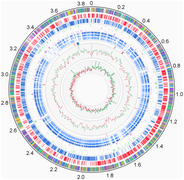 Arthrobacter arilaitensis Re117 genome.png