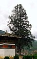 Cupressus cashmeriana (Kashmir Cypress)