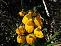 Calceolaria corymbosa