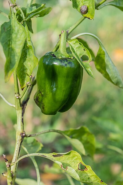 File:Capsicum annuum in Aveyron (2).jpg