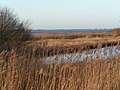 Unter Naturschutz stehendes Südufer