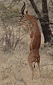 Gazela gerenuk – samec