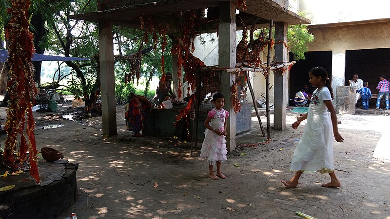 File:Holy Tree inside the Bhujahiya Mata Temple.jpg