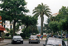 Cocotier d'une dizaine de mètres de hauteur, en milieu urbain sur un rond-point encombré de voitures.