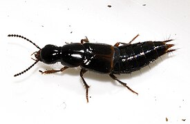 Quedius cinctus.