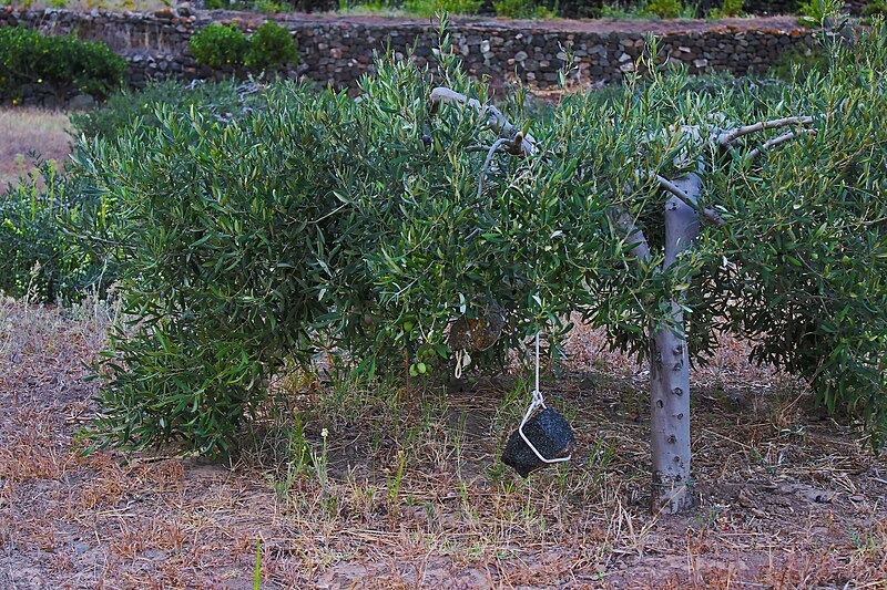 File:Typical cultivation of Olive tree in Pantelleria island.jpg