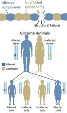 On the other hand, hereditary defects in structural proteins (such as osteogenesis imperfecta, Marfan's syndrome and many Ehlers–Danlos syndromes) are generally autosomal dominant, because it is enough that some components are defective to make the whole structure dysfunctional. This is a dominant-negative process, wherein a mutated gene product adversely affects the non-mutated gene product within the same cell.