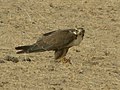 Falco jugger feeding on a spiny-tailed lizard. The lizard was identified from remains (tail).