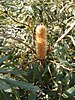 A green shrub with an orange bottlebrush-like flower