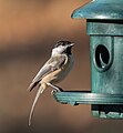 Image 42Black-capped chickadee at a feeder in Green-Wood Cemetery