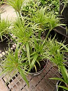 Papyrus - Cyperus papyrus 'Baby Tut'