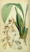 Coelogyne testacea