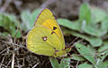 February 20: A Colias myrmidone butterfly.