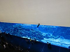 Dubai Aquarium and underwater Zoo (Ank Kumar, Infosys) 04.jpg