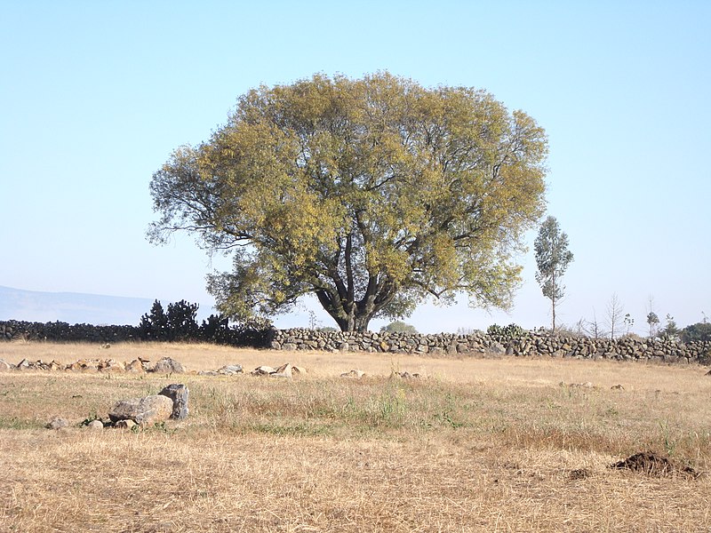 File:El Fresno, San Juan Acazuchitlán, Jilotepec, Estado de Mexico - panoramio.jpg