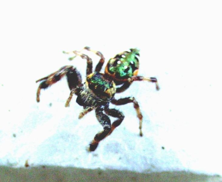 File:JumpingSpider.jpg