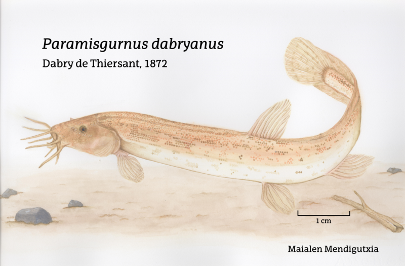 File:Paramisgusnus dabryanus Dabry de Thiersant, 1872.png