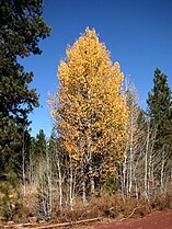 Klamath Marsh National Wildlife Refuge