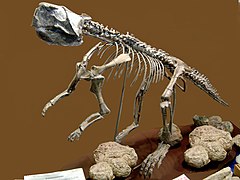 Psittacosaurus2.jpg