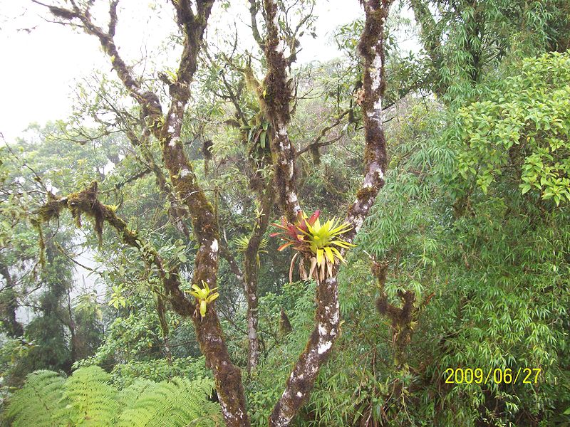 File:Serra da graciosa Mata atlântica 2 py5aal.jpg