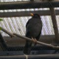 Grey-winged blackbird