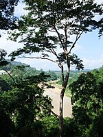 Rainforest and a river