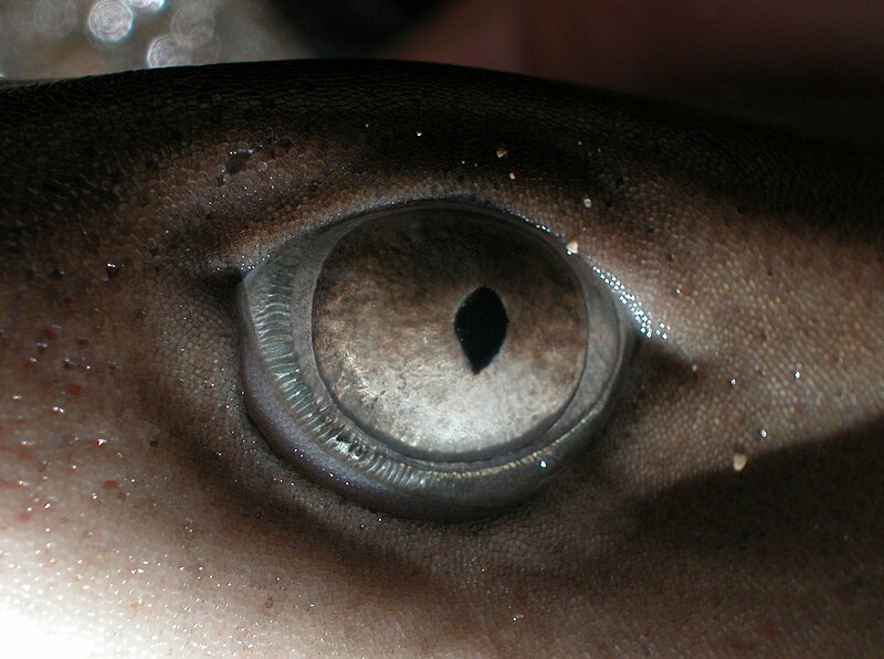 File:Triaenodon obesus JNC960 Eye.JPG