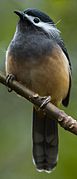 White-eared sibia, with a conspicuous eyestripe