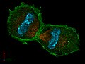 mouse cell in telophase