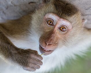 Portrait d'un macaque crabier, photographié dans l'archipel de Si Phan Don, au sud du Laos. (définition réelle 5 600 × 4 480)