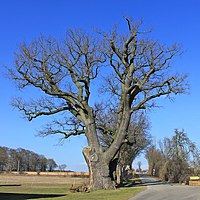 Eiche Thune (weitere Fotos in der Bildbeschreibung)