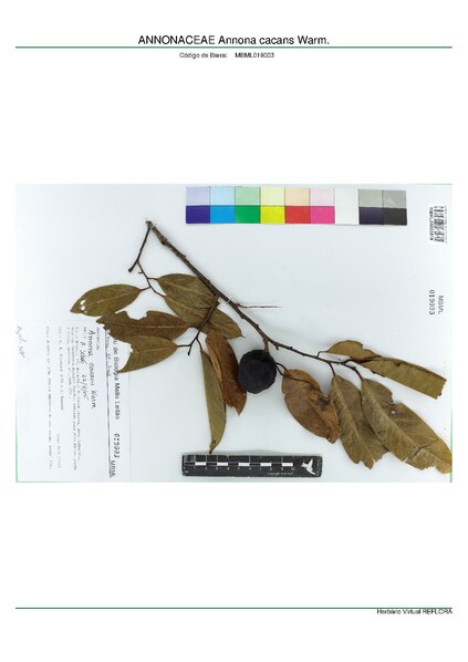 File:ANNONACEAE Annona cacans Warm, INMA (MBML019003).pdf