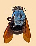 Xylocopa caerulea, ett sydasiatiskt snickarbi