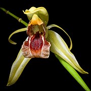 Coelogyne celebensis