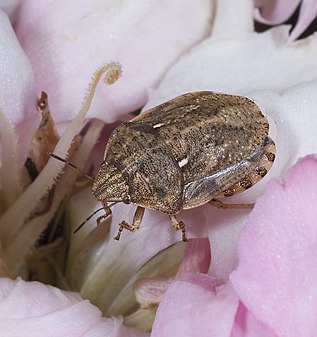 Tortoise bug Eurygaster maura
