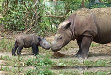 Sumatran rhinoceros four days old.jpg