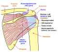Diagram of the human shoulder joint. Posterior view.