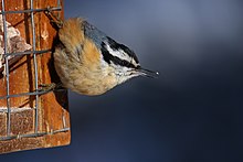 A red-breasted nuthatch clinging to a bird feeder